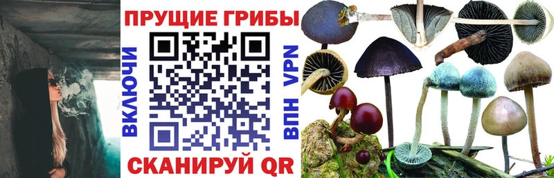 Псилоцибиновые грибы Psilocybe  kraken онион  Кстово  цены наркотик 